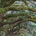 Business 10 image ARAPAHOE TREE SURGEON Tree Removal Service in Tucson AZ