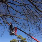 Business 3 image ARBOR IMAGE TREE CARE Landscape Contractors in Oklahoma City OK