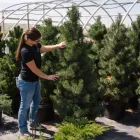 Business 1 image ARBOR VALLEY NURSERY Wholesale Nursery in Fort Collins CO