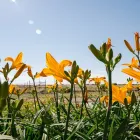 Business 3 image ARBOR VALLEY NURSERY Wholesale Nursery in Fort Collins CO