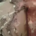 Business 4 image ARC TERMITE AND PEST CONTROL LLC in Riverview FL