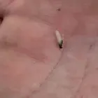 Business 12 image ARC TERMITE AND PEST CONTROL LLC in Riverview FL