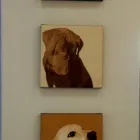 Business 4 image ARCHVET ANIMAL HOSPITAL X Ray in San Jose CA