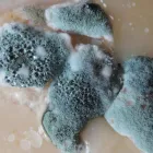 Business 2 image ARGUS ENVIRONMENTAL CONSULTANTS LLC. Mold Testing & Removal in San Antonio TX