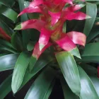 Business 1 image ARREOLA'S COMPLETE LANDSCAPE SERVICE Weed Control Service in Sacramento CA