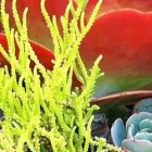 Business 1 image B & B CACTUS FARM Plant Nurseries & Garden Centers in Tucson AZ