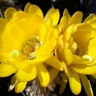 Business 2 image B & B CACTUS FARM Plant Nurseries & Garden Centers in Tucson AZ