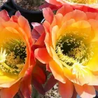 Business 3 image B & B CACTUS FARM Plant Nurseries & Garden Centers in Tucson AZ