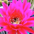 Business 4 image B & B CACTUS FARM Plant Nurseries & Garden Centers in Tucson AZ