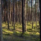 Business 1 image BALTIC PROUD Jewelers & Jewelry Stores in Houston TX