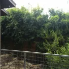 Business 1 image BAMBOO YOUR PRIVACY Landscape Architects & Designers in Austin TX
