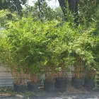 Business 4 image BAMBOO YOUR PRIVACY Landscape Architects & Designers in Austin TX