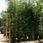 Business 5 image BAMBOO YOUR PRIVACY Landscape Architects & Designers in Austin TX