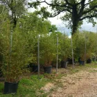 Business 7 image BAMBOO YOUR PRIVACY Landscape Architects & Designers in Austin TX