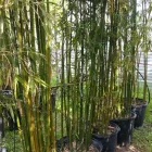 Business 8 image BAMBOO YOUR PRIVACY Landscape Architects & Designers in Austin TX
