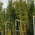 Business 9 image BAMBOO YOUR PRIVACY Landscape Architects & Designers in Austin TX