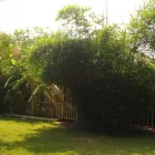 Business 10 image BAMBOO YOUR PRIVACY Landscape Architects & Designers in Austin TX