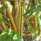 Business 15 image BAMBOO YOUR PRIVACY Landscape Architects & Designers in Austin TX