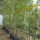 Business 18 image BAMBOO YOUR PRIVACY Landscape Architects & Designers in Austin TX