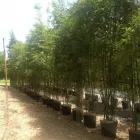 Business 21 image BAMBOO YOUR PRIVACY Landscape Architects & Designers in Austin TX