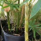 Business 22 image BAMBOO YOUR PRIVACY Landscape Architects & Designers in Austin TX