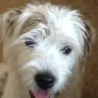 Business 2 image BARK BUSTERS HOME DOG TRAINING Dog Training in Tucson AZ