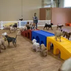 Business 8 image BARKEFELLERS Pet Training in Indianapolis IN