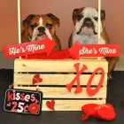 Business 9 image BARKEFELLERS Pet Training in Indianapolis IN