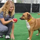 Business 6 image BARKEFELLERS Pet Training in Indianapolis IN