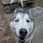 Business 1 image BARNWELL OAKS KENNELS Pet Sitters in West Columbia SC