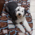 Business 3 image BARNWELL OAKS KENNELS Pet Sitters in West Columbia SC