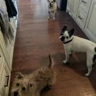 Business 5 image BARNWELL OAKS KENNELS Pet Sitters in West Columbia SC