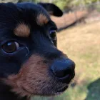 Business 9 image BARNWELL OAKS KENNELS Pet Sitters in West Columbia SC