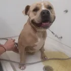 Business 10 image BARNWELL OAKS KENNELS Pet Sitters in West Columbia SC