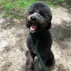 Business 12 image BARNWELL OAKS KENNELS Pet Sitters in West Columbia SC