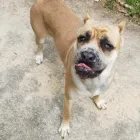 Business 16 image BARNWELL OAKS KENNELS Pet Sitters in West Columbia SC