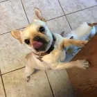 Business 25 image BARNWELL OAKS KENNELS Pet Sitters in West Columbia SC