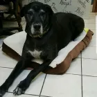 Business 29 image BARNWELL OAKS KENNELS Pet Sitters in West Columbia SC