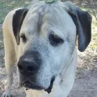 Business 31 image BARNWELL OAKS KENNELS Pet Sitters in West Columbia SC