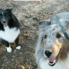 Business 32 image BARNWELL OAKS KENNELS Pet Sitters in West Columbia SC