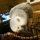 Business 33 image BARNWELL OAKS KENNELS Pet Sitters in West Columbia SC