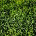 Business 9 image BATTLE IT ALL Yard Cleaning in Baltimore MD