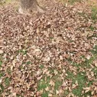 Business 11 image BATTLE IT ALL Yard Cleaning in Baltimore MD