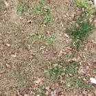 Business 12 image BATTLE IT ALL Yard Cleaning in Baltimore MD