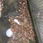 Business 13 image BATTLE IT ALL Yard Cleaning in Baltimore MD