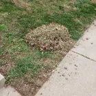 Business 15 image BATTLE IT ALL Yard Cleaning in Baltimore MD