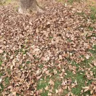 Business 16 image BATTLE IT ALL Yard Cleaning in Baltimore MD