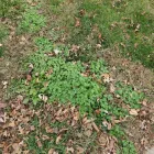 Business 18 image BATTLE IT ALL Yard Cleaning in Baltimore MD