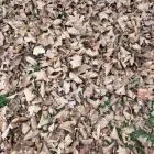 Business 19 image BATTLE IT ALL Yard Cleaning in Baltimore MD