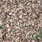 Business 20 image BATTLE IT ALL Yard Cleaning in Baltimore MD